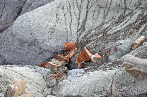 petrified logs in the hills at Blue Mesa Overlook